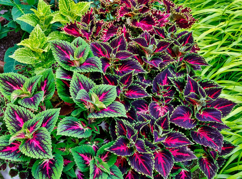 USA, Washington State, Sammamish. Coleus in planters in garden art print by Darrell Gulin for $57.95 CAD