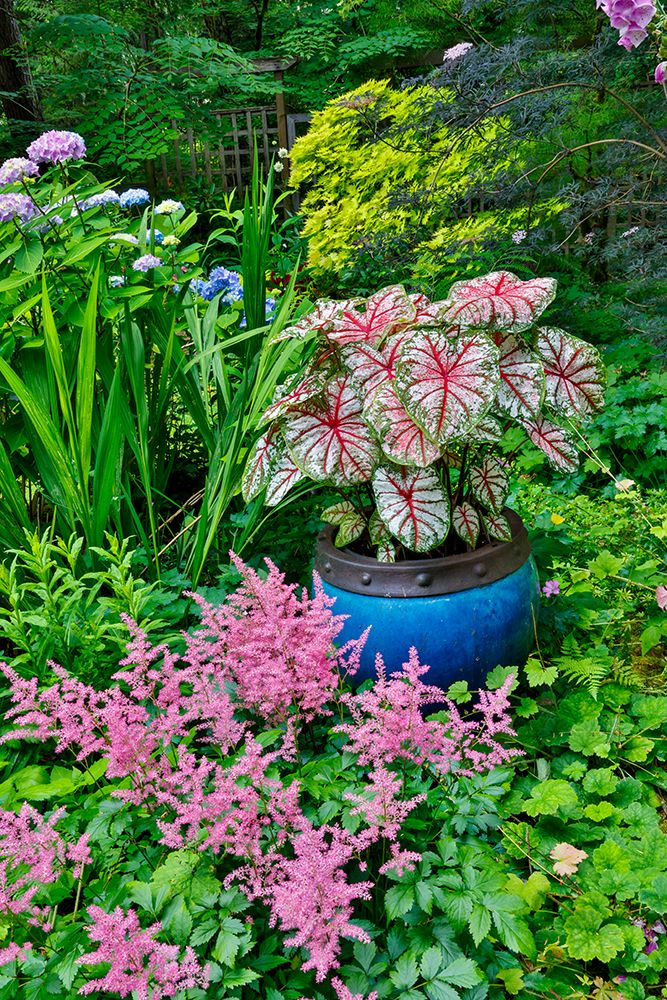 USA, Washington State, Sammamish. pink Astilbe and Caladium plants in garden art print by Darrell Gulin for $57.95 CAD