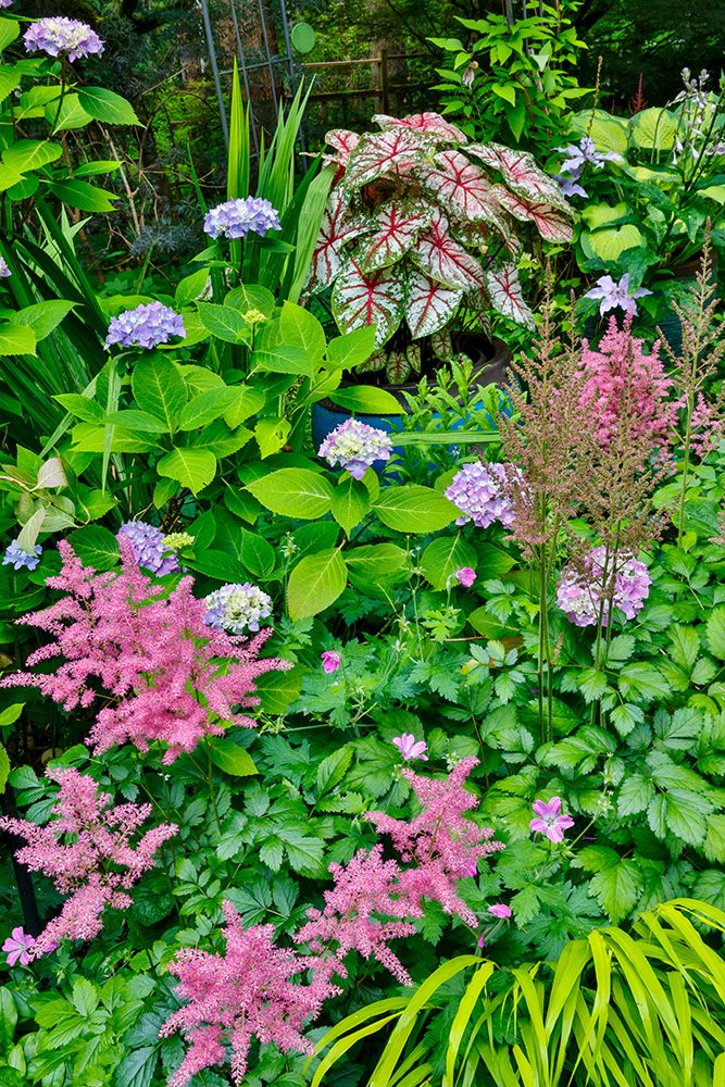 USA, Washington State, Sammamish. pink Astilbe and Caladium plants in garden art print by Darrell Gulin for $57.95 CAD