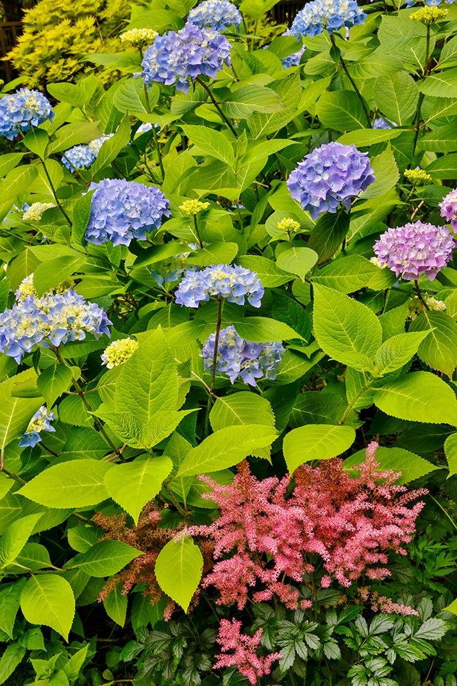 USA, Washington State, Sammamish. Garden with blue hydrangea and pink astilbe art print by Darrell Gulin for $57.95 CAD