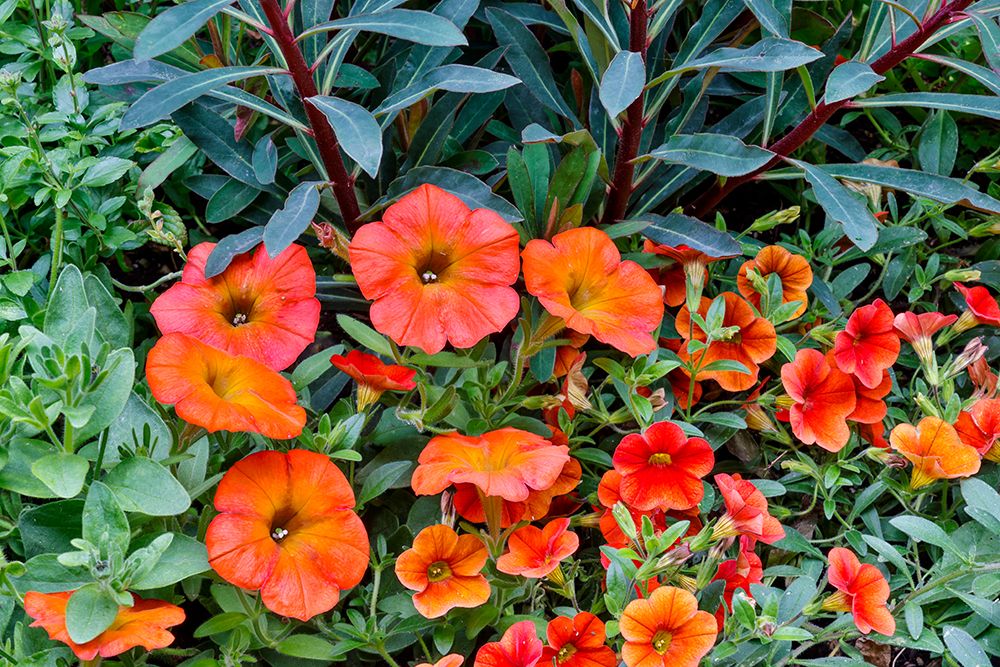 USA, Washington State, Sammamish. Garden with orange, red Petunia art print by Darrell Gulin for $57.95 CAD