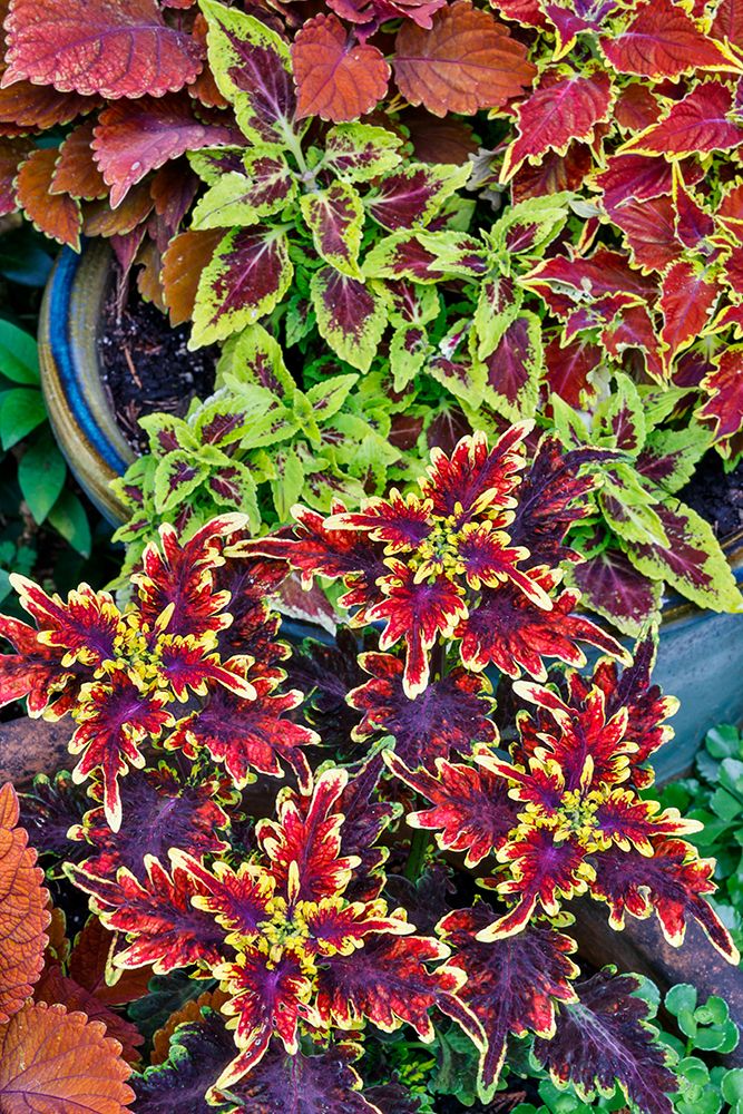 USA, Washington State, Sammamish. Coleus in planters in garden art print by Darrell Gulin for $57.95 CAD