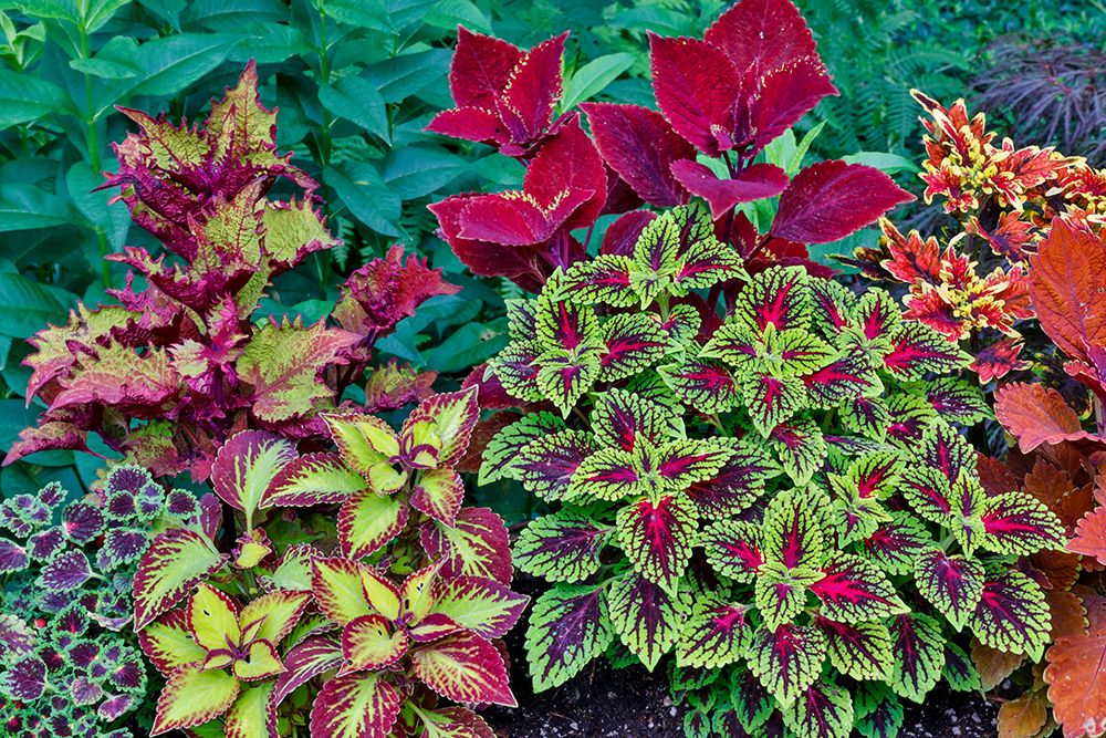 USA, Washington State, Sammamish. Coleus in planters in garden art print by Darrell Gulin for $57.95 CAD