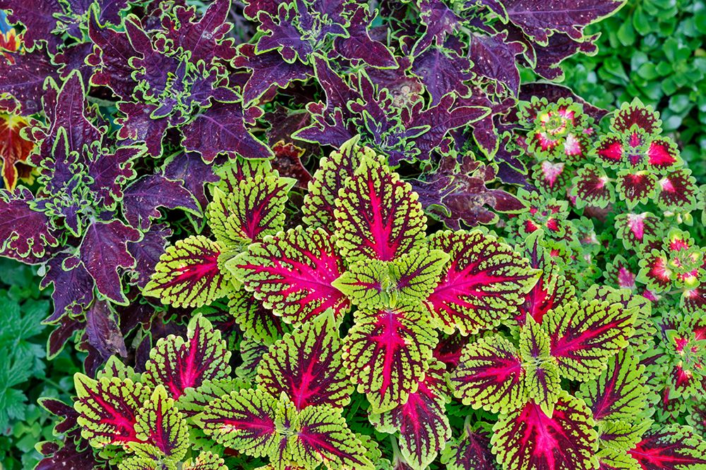 USA, Washington State, Sammamish. Coleus in planters in garden art print by Darrell Gulin for $57.95 CAD