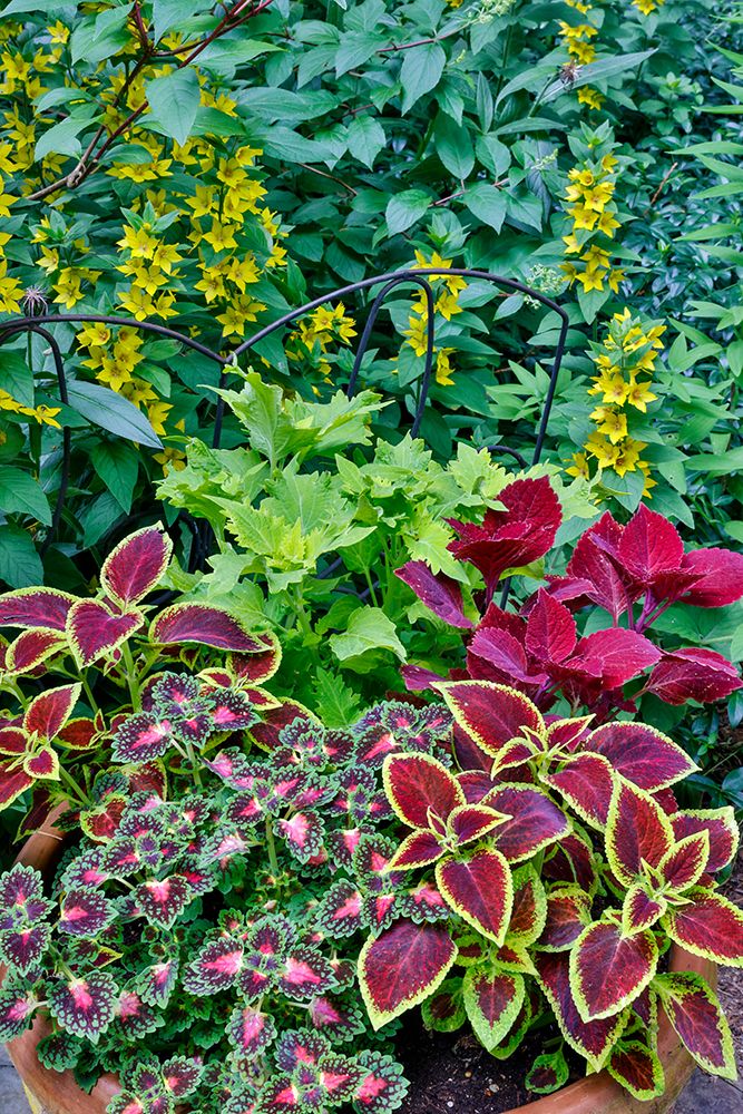 USA, Washington State, Sammamish. Coleus in planters in garden art print by Darrell Gulin for $57.95 CAD