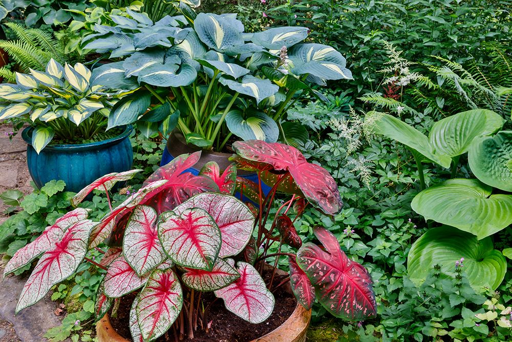 USA, Washington State, Sammamish. Garden with flower pots of caladiums and hosta art print by Darrell Gulin for $57.95 CAD