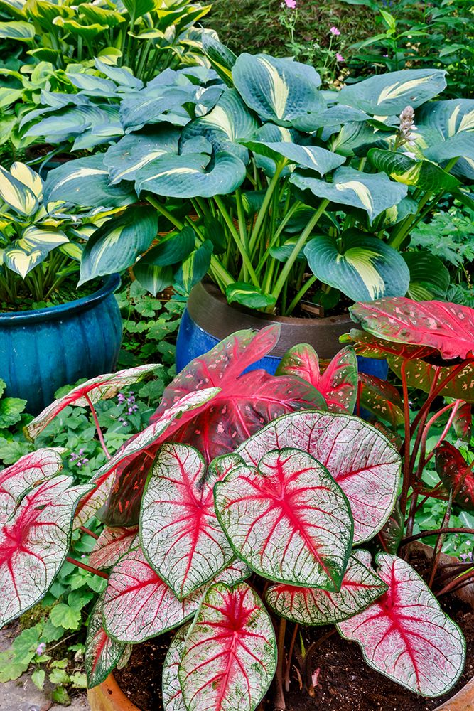 USA, Washington State, Sammamish. Garden with flower pots of caladiums and hosta art print by Darrell Gulin for $57.95 CAD