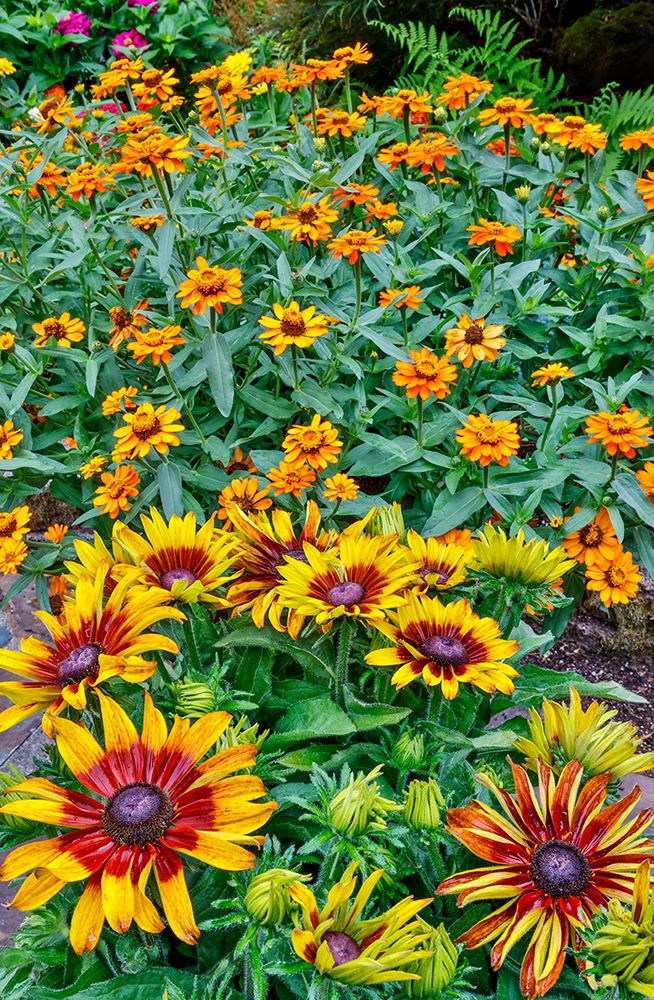 USA, Washington State, Sammamish. Garden with flowering Hirta daisy and orange Profusion Zinnias art print by Darrell Gulin for $57.95 CAD