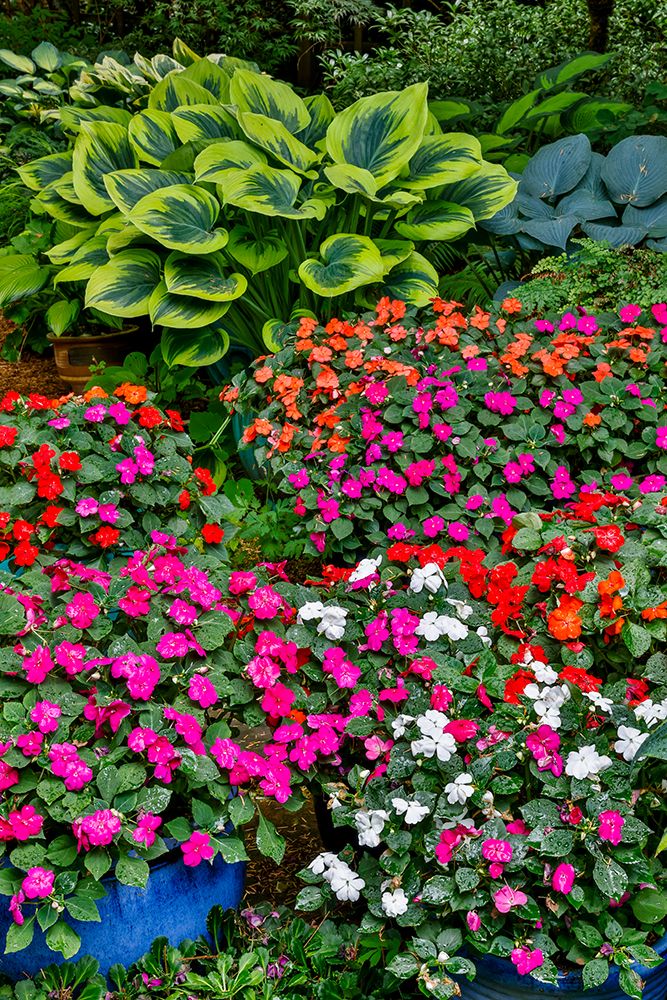 USA, Washington State, Sammamish. Garden with hosta and impatiens in late spring time bloom art print by Darrell Gulin for $57.95 CAD