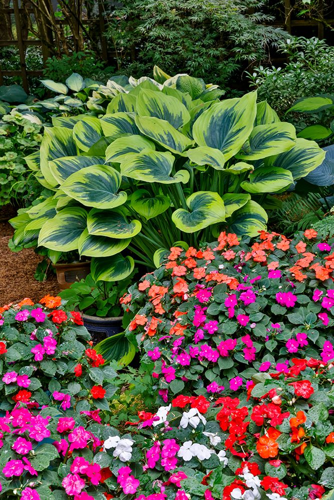 USA, Washington State, Sammamish. Garden with hosta and impatiens in late spring time bloom art print by Darrell Gulin for $57.95 CAD