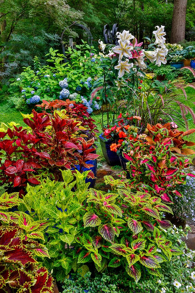 USA, Washington State, Sammamish. Coleus in planters in garden art print by Darrell Gulin for $57.95 CAD
