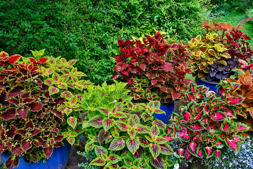 USA, Washington State, Sammamish. Coleus in planters in garden art print by Darrell Gulin for $57.95 CAD
