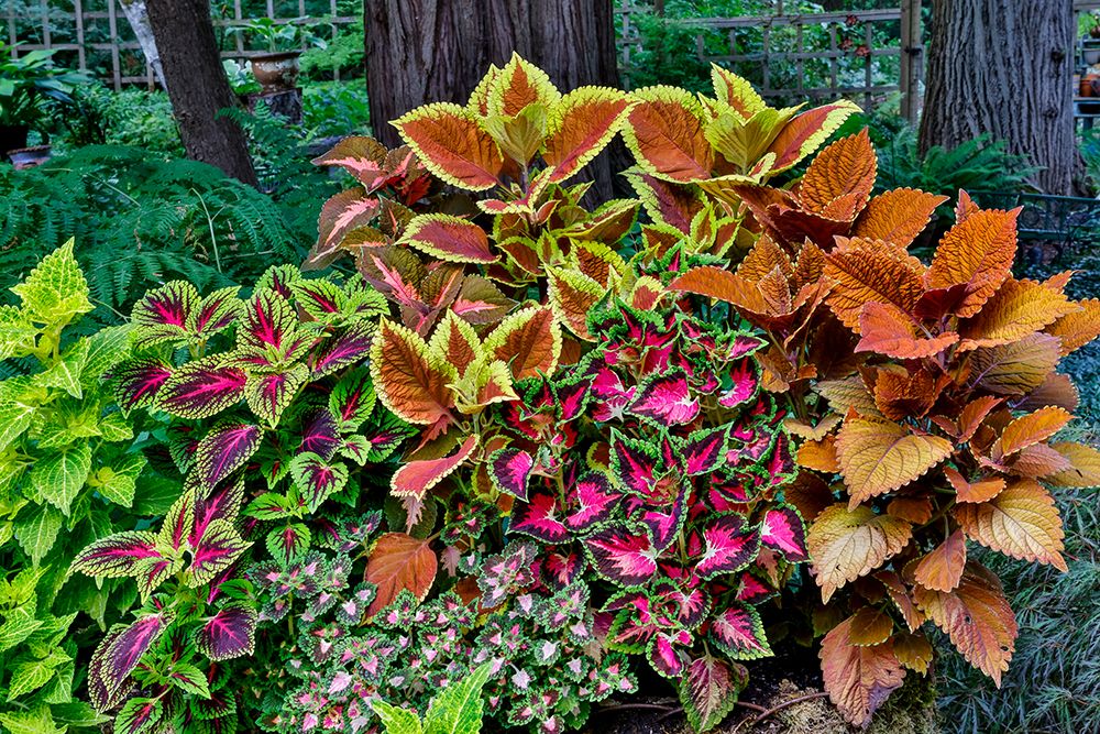 USA, Washington State, Sammamish. Coleus in planters in garden art print by Darrell Gulin for $57.95 CAD