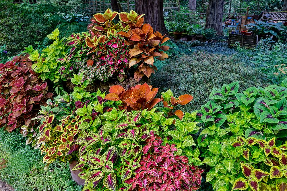 USA, Washington State, Sammamish. Coleus in planters in garden art print by Darrell Gulin for $57.95 CAD