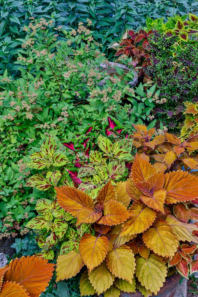 USA, Washington State, Sammamish. Coleus in planters in garden art print by Darrell Gulin for $57.95 CAD