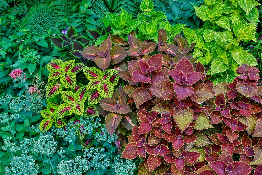 USA, Washington State, Sammamish. Coleus in planters in garden art print by Darrell Gulin for $57.95 CAD