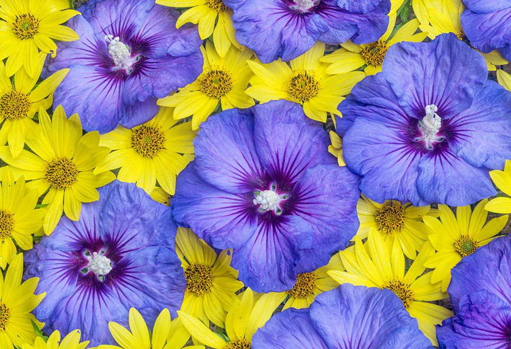 USA, Washington, Sammamish. Flower design with yellow perennial sunflowers and blue Rose of Sharon art print by Darrell Gulin for $57.95 CAD