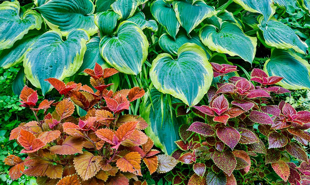 USA, Washington State, Sammamish. Growing hosta in garden art print by Darrell Gulin for $57.95 CAD