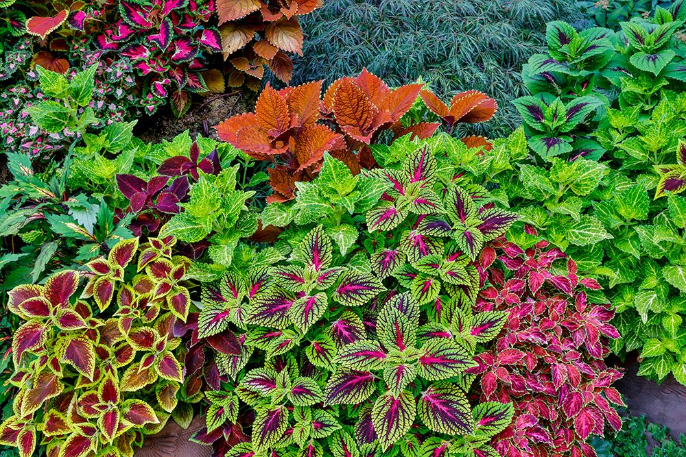 USA, Washington State, Sammamish. Coleus in planters in garden art print by Darrell Gulin for $57.95 CAD