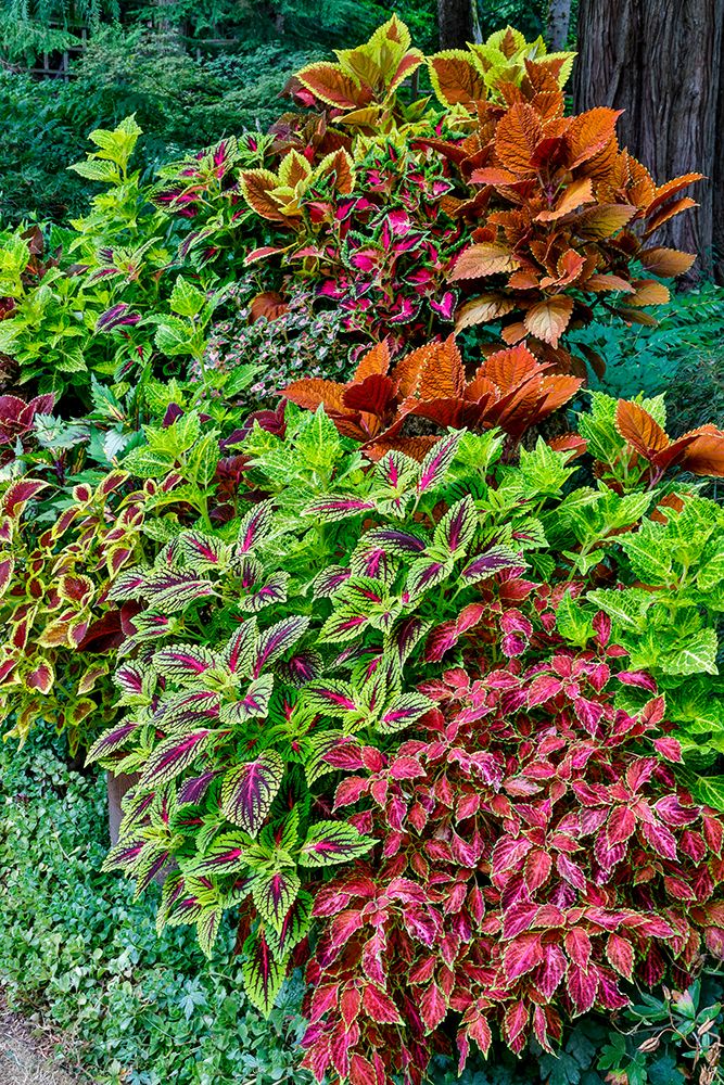 USA, Washington State, Sammamish. Coleus in planters in garden art print by Darrell Gulin for $57.95 CAD