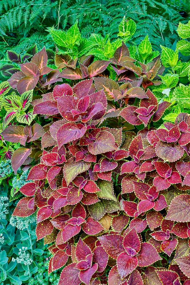 USA, Washington State, Sammamish. Coleus in planters in garden art print by Darrell Gulin for $57.95 CAD