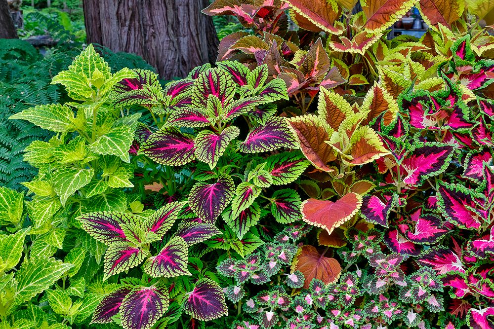 USA, Washington State, Sammamish. Coleus in planters in garden art print by Darrell Gulin for $57.95 CAD