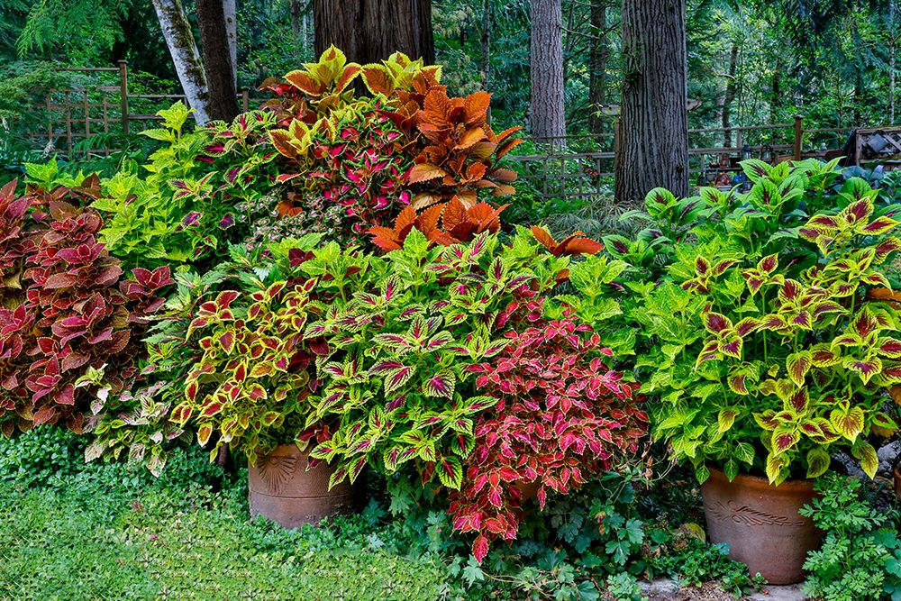 USA, Washington State, Sammamish. Coleus in planters in garden art print by Darrell Gulin for $57.95 CAD