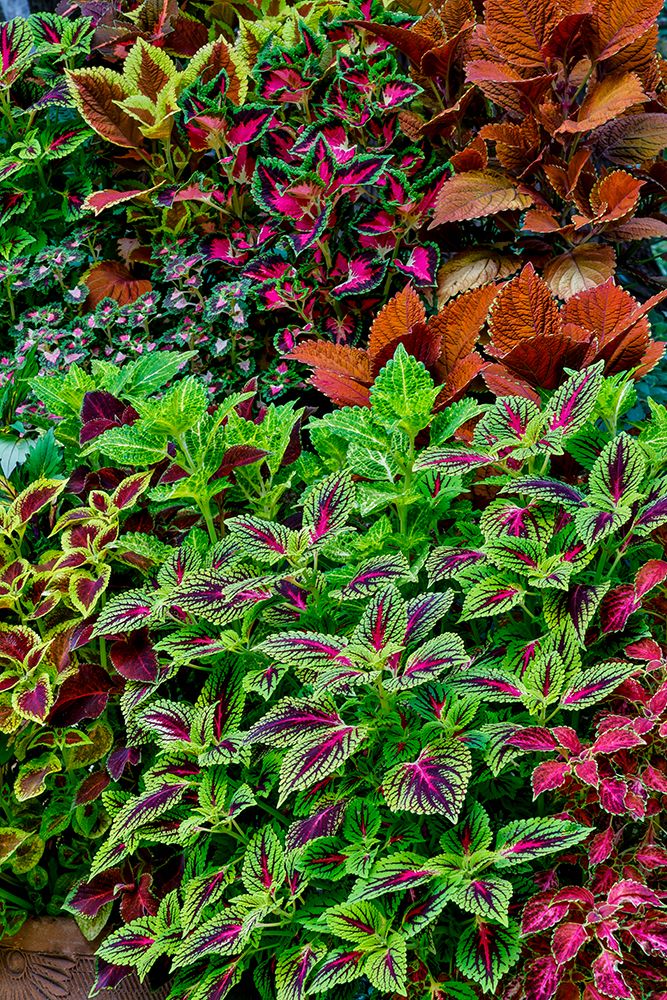 USA, Washington State, Sammamish. Coleus in planters in garden art print by Darrell Gulin for $57.95 CAD