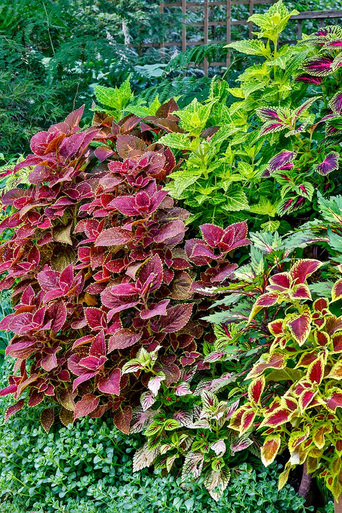 USA, Washington State, Sammamish. Coleus in planters in garden art print by Darrell Gulin for $57.95 CAD