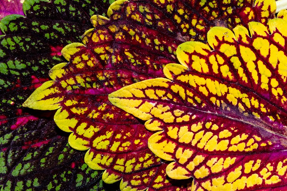 USA, Washington State, Sammamish. Coleus in planters in garden art print by Darrell Gulin for $57.95 CAD