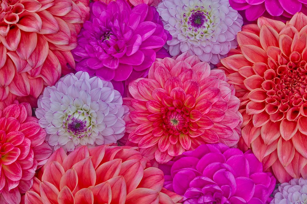 USA, Washington State, Sammamish. Design of colorful dahlia flowers art print by Darrell Gulin for $57.95 CAD