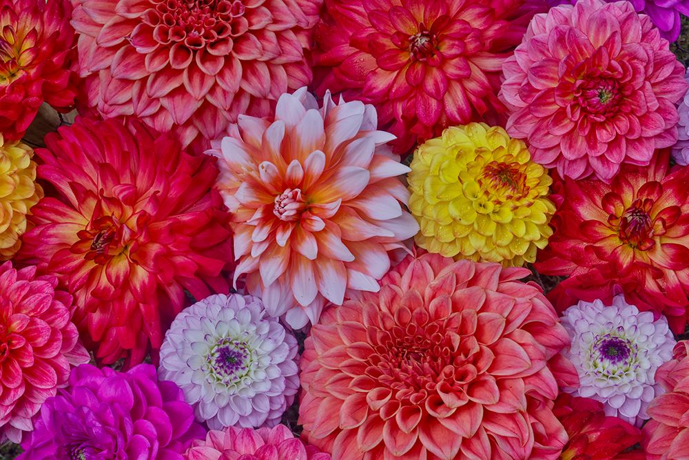 USA, Washington State, Sammamish. Design of colorful dahlia flowers art print by Darrell Gulin for $57.95 CAD