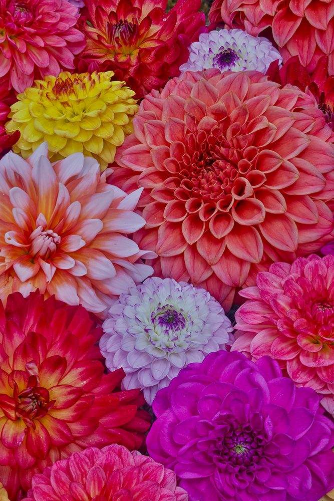 USA, Washington State, Sammamish. Design of colorful dahlia flowers art print by Darrell Gulin for $57.95 CAD
