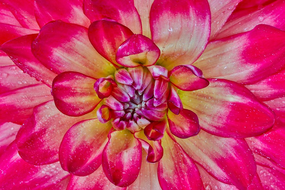 USA, Washington State, Sammamish. Close-up of flowering dahlia art print by Darrell Gulin for $57.95 CAD