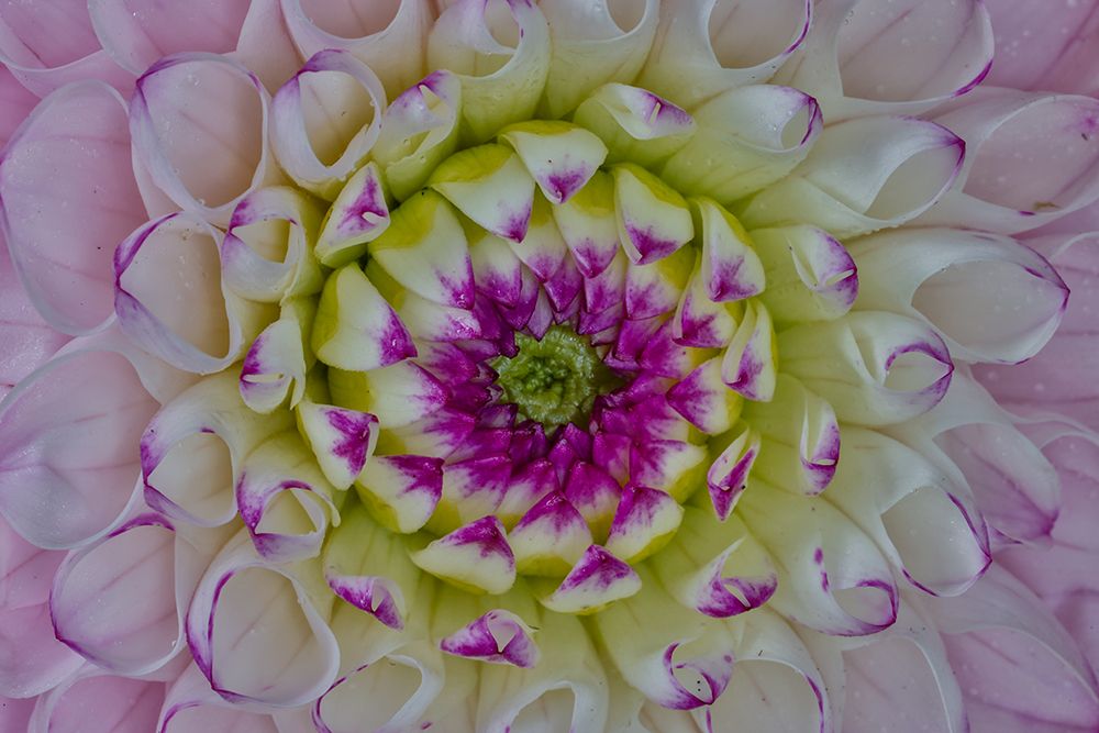 USA, Washington State, Sammamish. Close-up of flowering dahlia art print by Darrell Gulin for $57.95 CAD