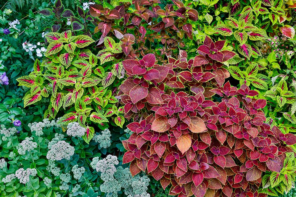 USA, Washington State, Sammamish. Coleus in planters in garden art print by Darrell Gulin for $57.95 CAD