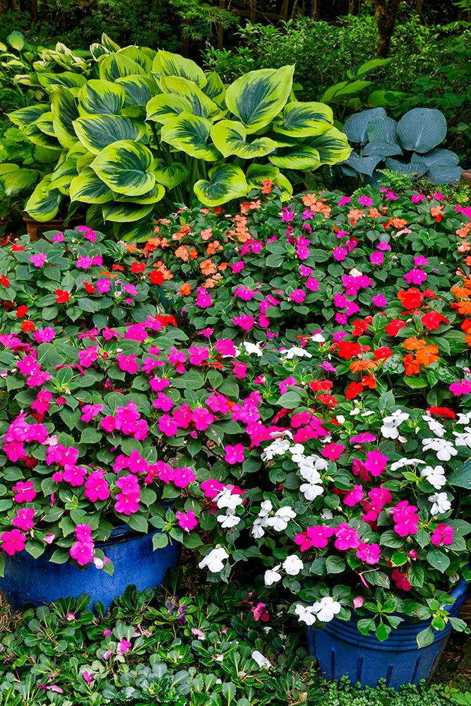 USA, Washington State, Sammamish. Garden with hosta and impatiens in late spring time bloom art print by Darrell Gulin for $57.95 CAD
