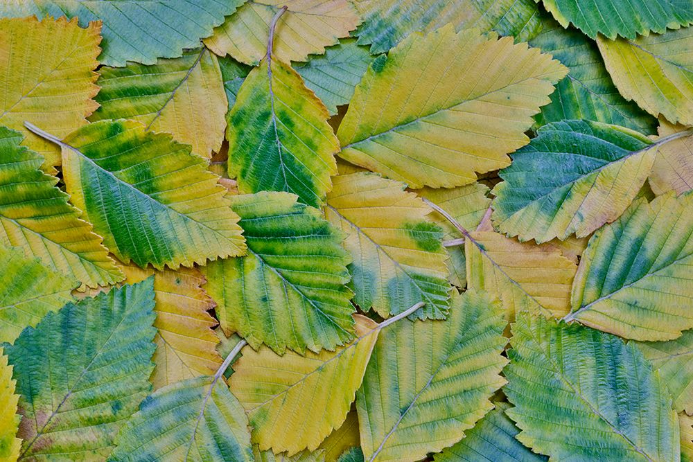 USA, Washington State, Sammamish. Fallen alder leaves turning golden art print by Darrell Gulin for $57.95 CAD