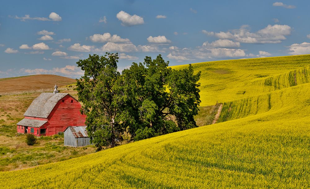USA, Washington State, Palouse. Canola field and red barn art print by Darrell Gulin for $57.95 CAD