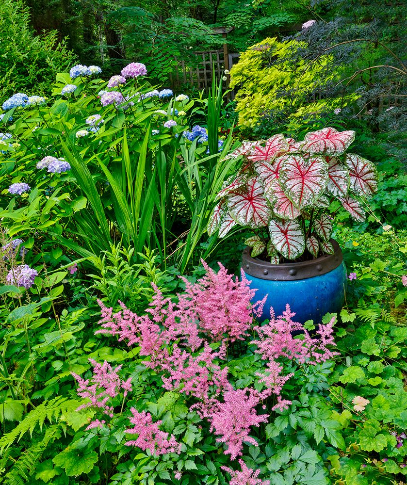 USA, Washington State, Sammamish. Garden with Pink Astilbe, Caladium, and blue Hydrangea art print by Darrell Gulin for $57.95 CAD