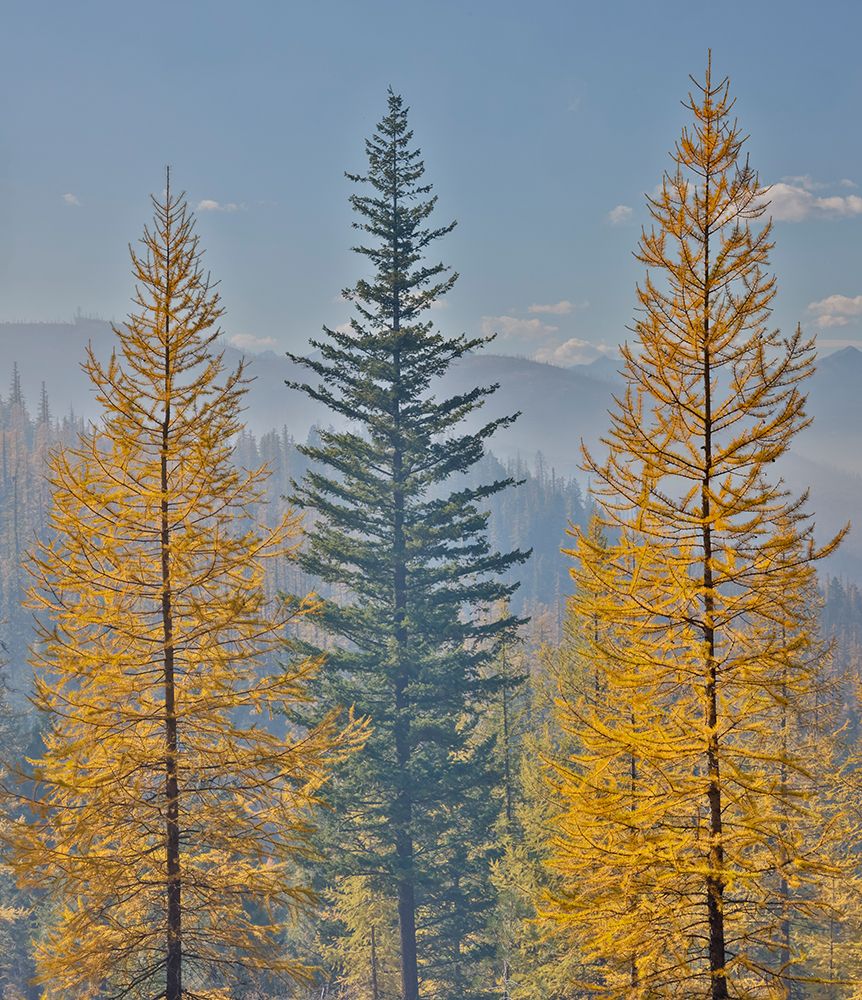 USA, Washington. Larch trees in autumn color Loup Loup State Forest, smoke from controlled burn art print by Darrell Gulin for $57.95 CAD