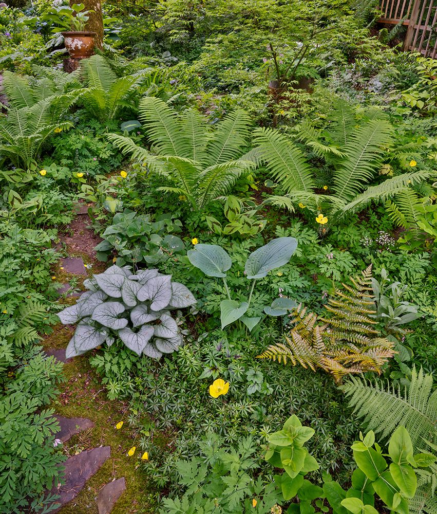 USA, Washington State, Sammamish. Growing hosta in garden art print by Darrell Gulin for $57.95 CAD