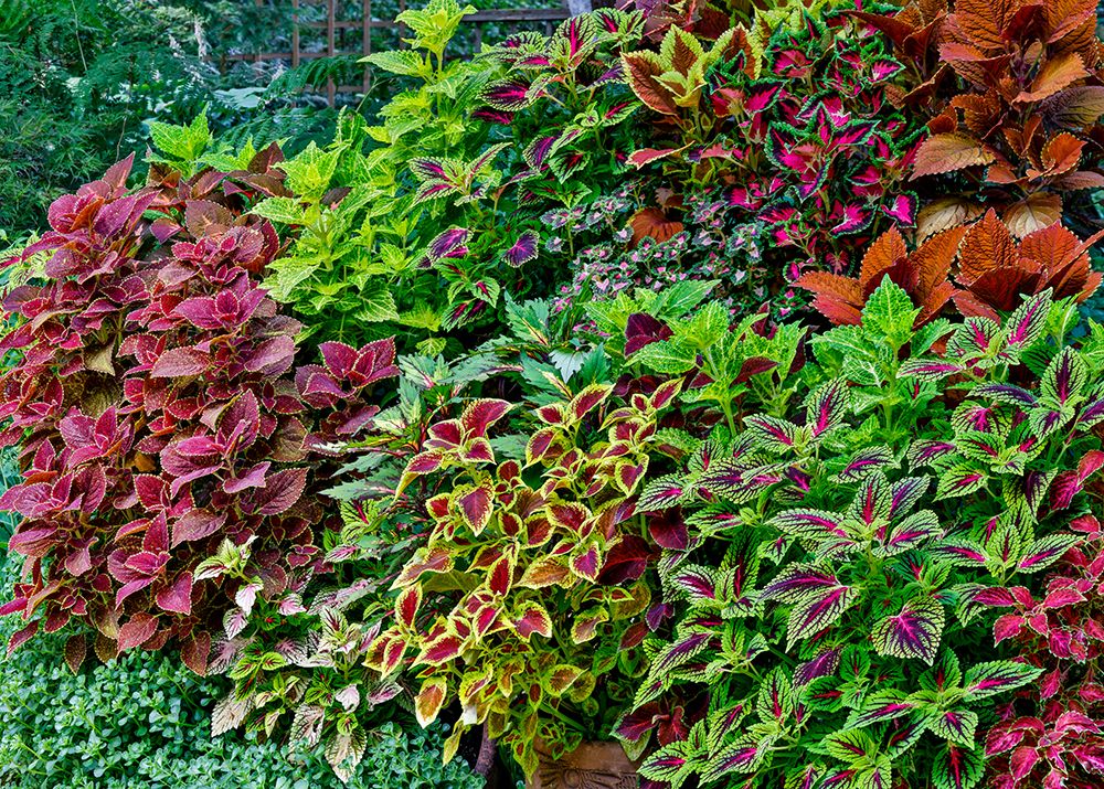 USA, Washington State, Sammamish. Coleus in planters in garden art print by Darrell Gulin for $57.95 CAD