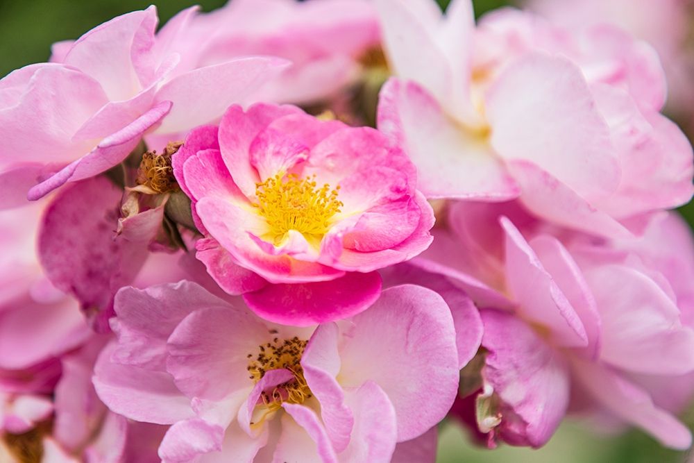 Washington State-Vancouver Roses in a garden in Vancouver-Washington art print by Emily Wilson for $57.95 CAD