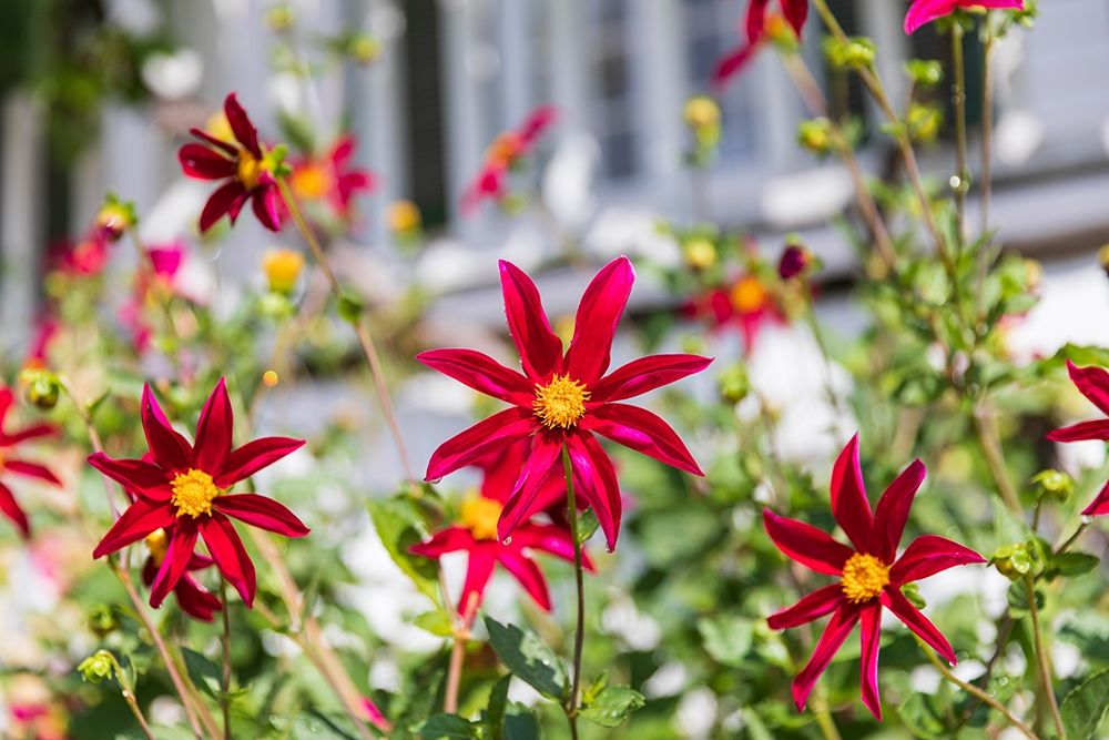 Washington State-Fort Vancouver National Historic Site Flowers in the garden art print by Emily Wilson for $57.95 CAD