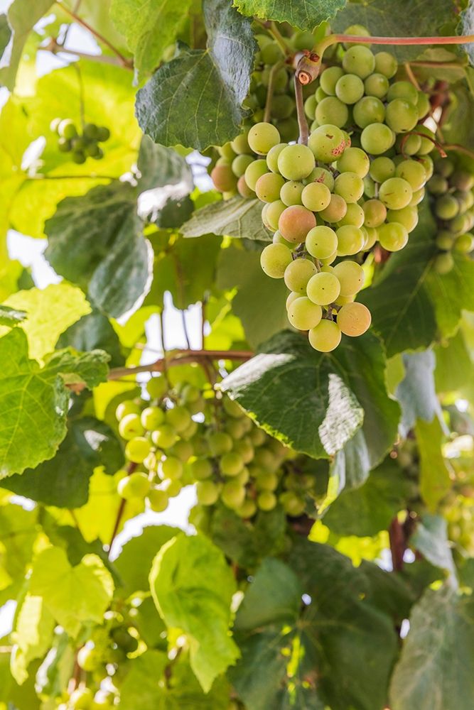 Washington State-Fort Vancouver National Historic Site Grapes in the garden art print by Emily Wilson for $57.95 CAD