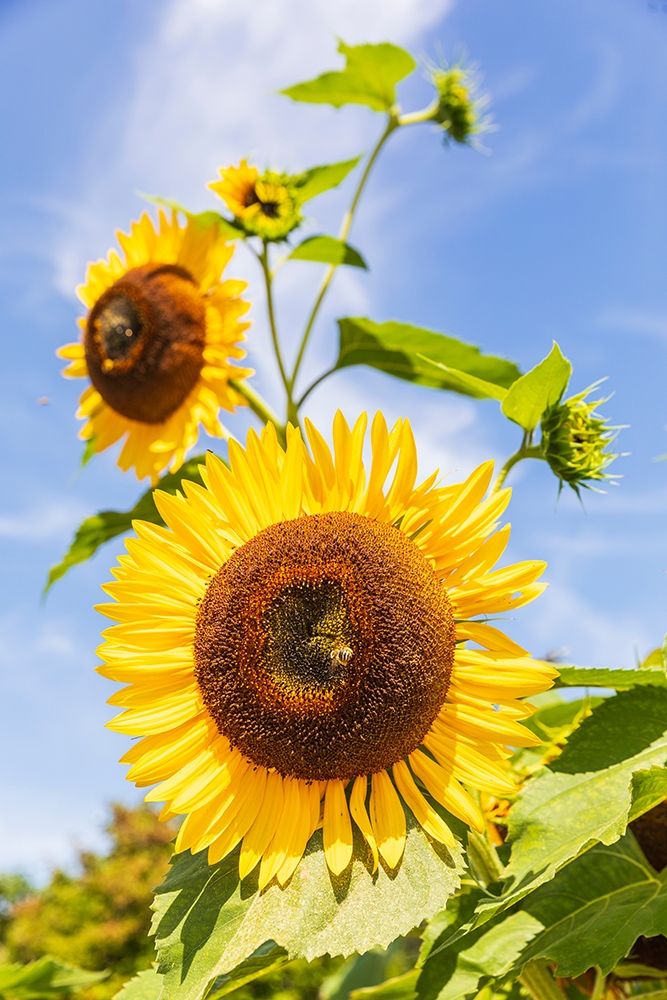 Washington State-Fort Vancouver National Historic Site Sunflower in the garden art print by Emily Wilson for $57.95 CAD