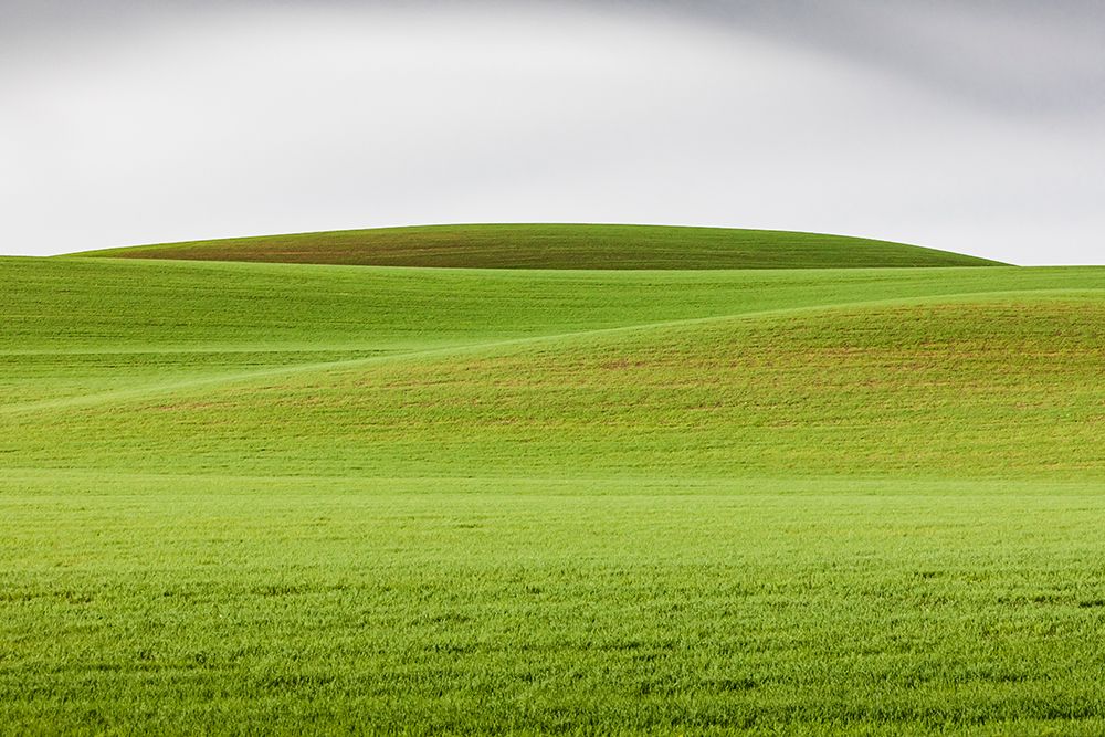 Steptoe-Washington State-USA-Wheat fields in the rolling Palouse hills of Washington art print by Emily Wilson for $57.95 CAD