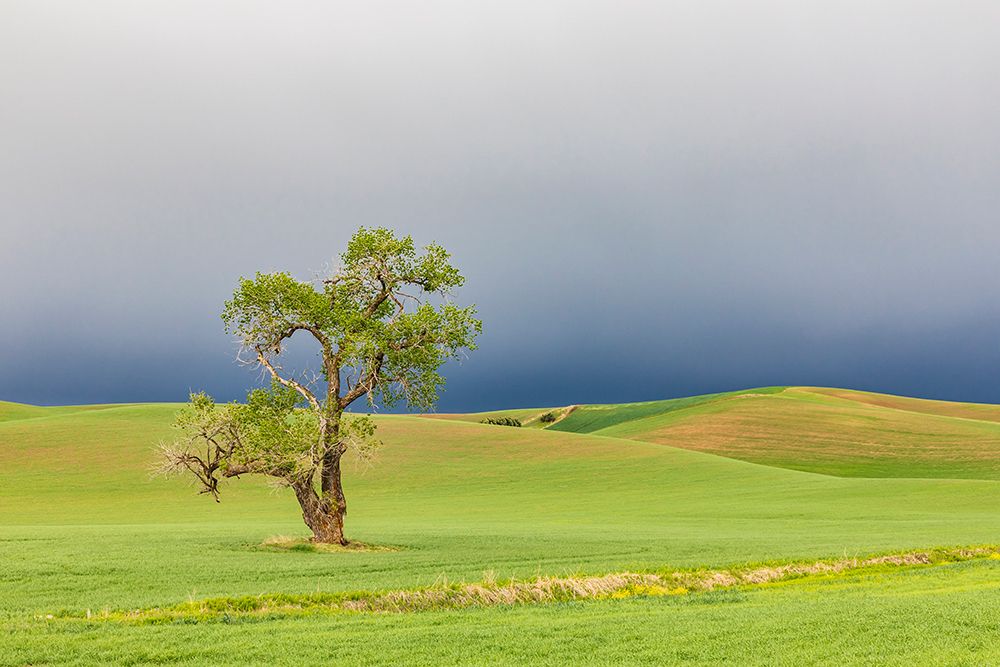 Steptoe-Washington State-USA-Cottonwood tree in wheat field under storm clouds in the Palouse hills art print by Emily Wilson for $57.95 CAD