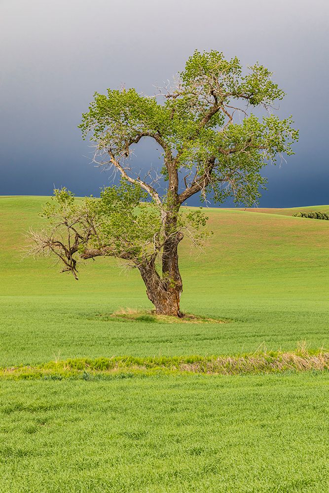 Steptoe-Washington State-USA-Cottonwood tree in wheat field under storm clouds in the Palouse hills art print by Emily Wilson for $57.95 CAD